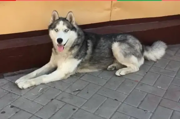 Пропала собака на ул. Мечникова, Ростов-на-Дону