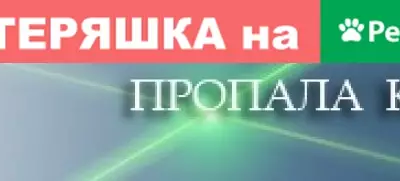 Пропала пестрая кошка в районе Горняков, 11 (Карелия)