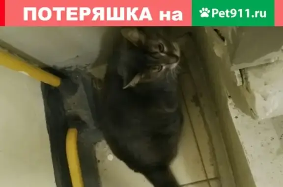 Найден кот на ул. Ванеева, Н.Новгород