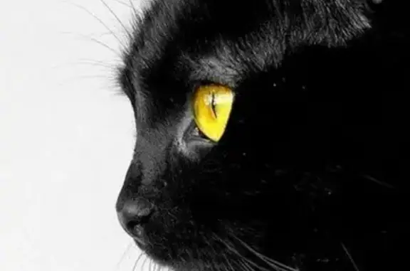 Пропала кошка Черный кот, Удмуртская Республика, Завьялово, Земная улица