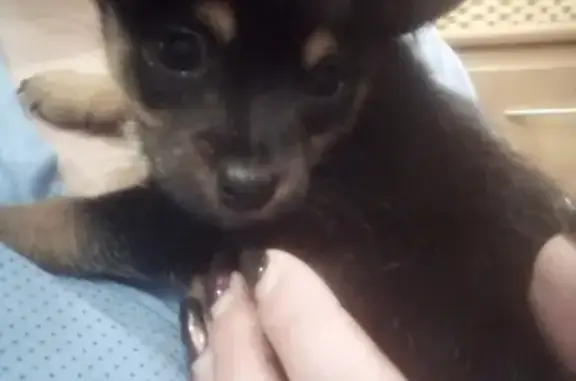 Собаки потеряшки, , фото: Потеряшка собака в Обнинске, помогите найти!