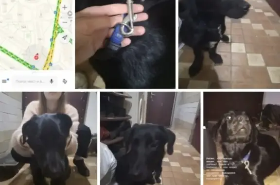 Найдена собака на улице Ташкентской, Выхино-Жулебино, Москва