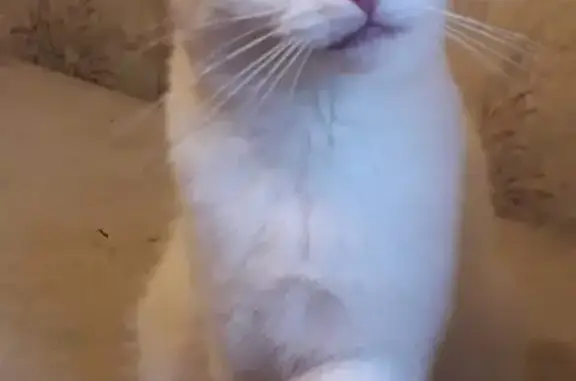 Кошки потеряшки, Москва, фото: Потеряшка кошка на улице Косинская (Москва)