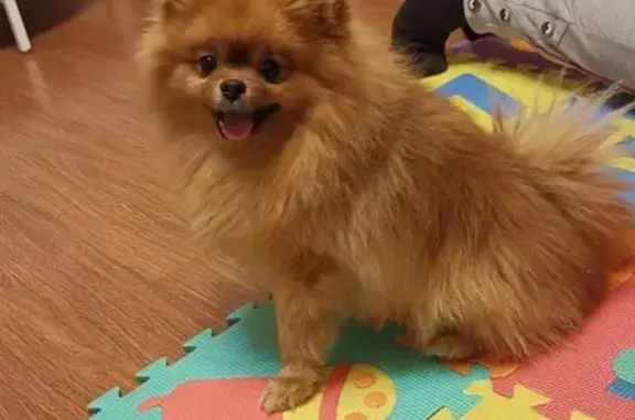 Объявления о пропавших и найденных животных, Москва, фото: Пропал померанский шпиц на улице Академика Янгеля, Москва.