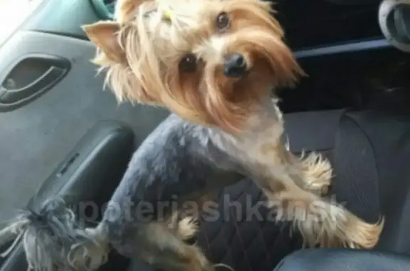 Пропала собака в Новосибирске, ул. Пролетарская, вознаграждение!