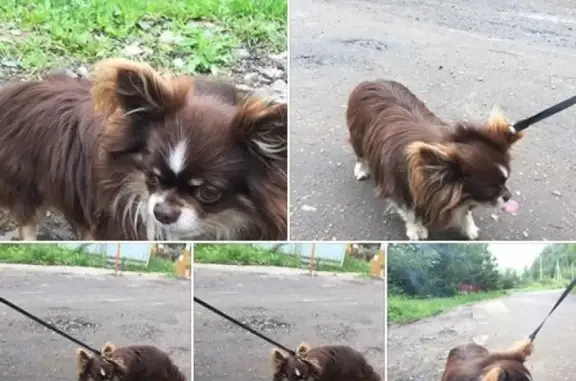 Собака найдена в Одинцовском районе, ищем хозяев!