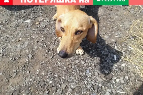 Найдена собака на ул. Николаева, 107, Саранск