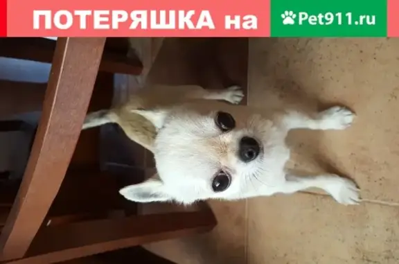 Собака найдена в Шахтах Ростовской области