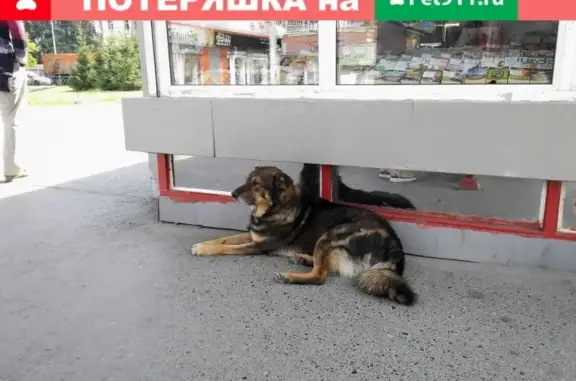 Найдена собака около станции метро 