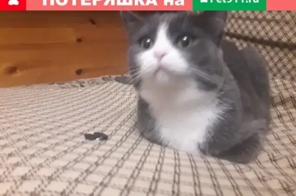 Кошки потеряшки, Тюмень, фото: Потеряшка кошка на ул. Ямская, д.96, Тюмень.