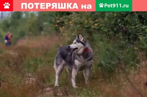 Пропала собака Лорра по адресу ул. Зеленая, 16 в Одинцовском районе