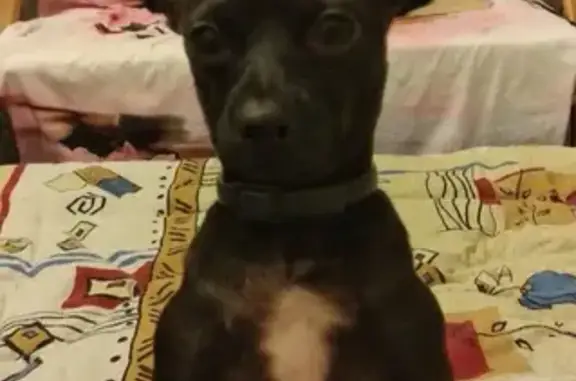 Собаки потеряшки, Москва, фото: Потеряшка собака на Волжском бульваре, Москва