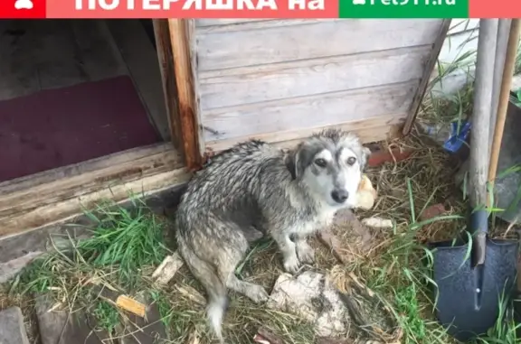 Найдена домашняя собака в Барабинске, нужен хозяин!