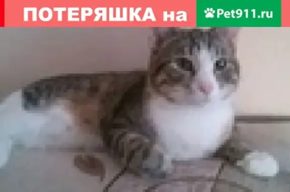 Пропал кот Басик в Салтыковке, Московская область
