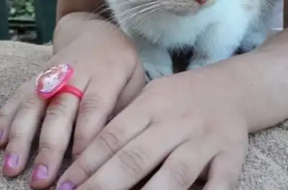Найдена кошка/котёнок в Сергаче, Нижегородская область