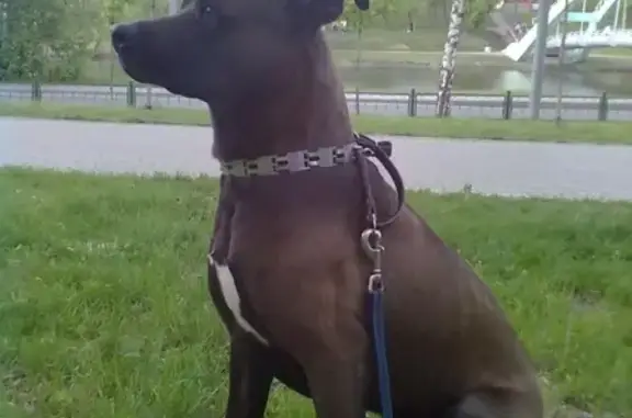 Собаки потеряшки, Москва, фото: Потеряшка питбультерьер в Химках, вознаграждение за информацию