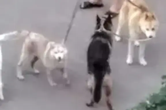 Пропали две собаки в Воронеже