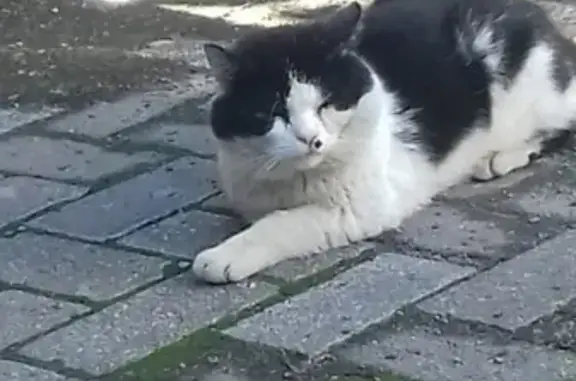 Найден черно-белый кот без хвоста на ул. Черепичной