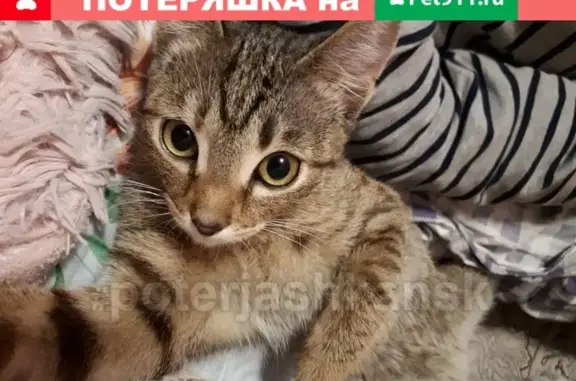 Найдена кошка в Новосибирске
