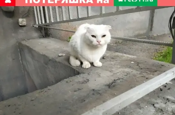 Найдена кошка в Магнитогорске, район Радуги Вкуса