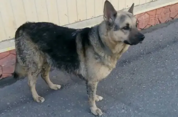 Потерянный пёс на ул. Скальная, Мурманск
