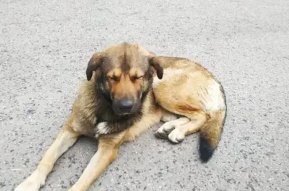 Собака найдена на ул. Будапештская, СПб