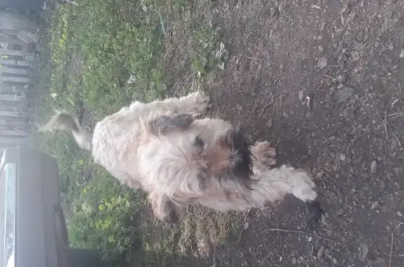 Найдена собака в селе Старый Четырман, РБ.