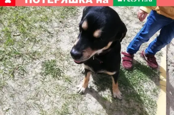 Найдена собака на Восточном 3 в Тюмени