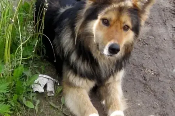 Найдена собака в Тюмени, п. ММС