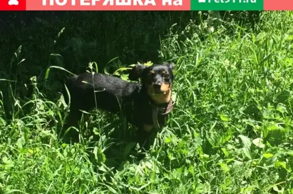 Найдена собака возле 80 Гвардейской Дивизии, Барнаул