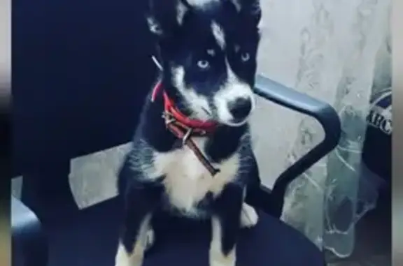 Собаки потеряшки, Калининград, фото: Потеряшка Хаски в Калининграде.