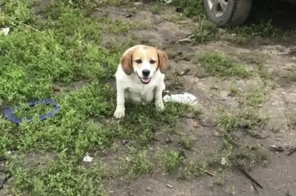 Найдена собака в Раменском, нуждается в помощи