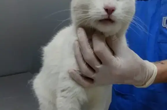 Найдена белая кошка в Северном Чертаново, контакт Марина