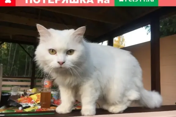 Пропала кошка в Осельках, Ленинградская обл.