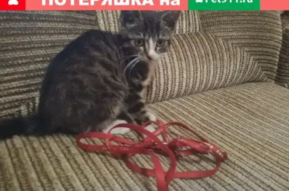 Найдена кошка на трассе в Большом Исаково