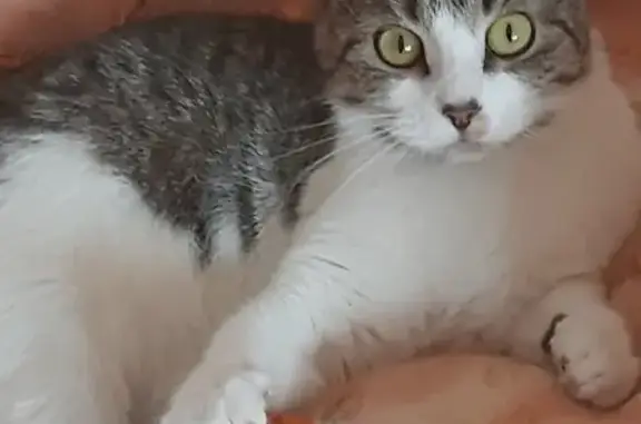 Пропала кошка на Интернациональной, 34 в Калининграде