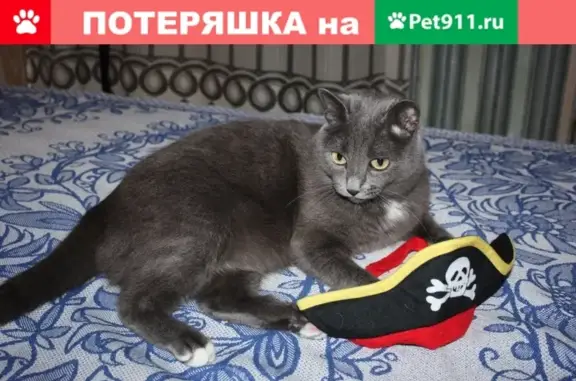 Пропала кошка на 24-й Северной улице, Омск