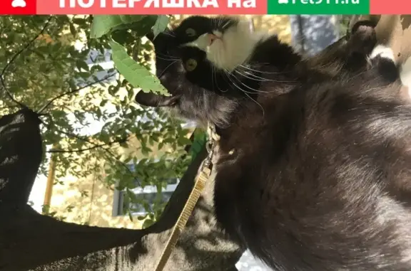 Пропала кошка в Дзержинске на переулке Жуковского