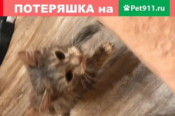 Найдена серо-рыжая кошка в Кувекино, МО