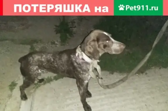 Найдена собака в Новочебоксарске