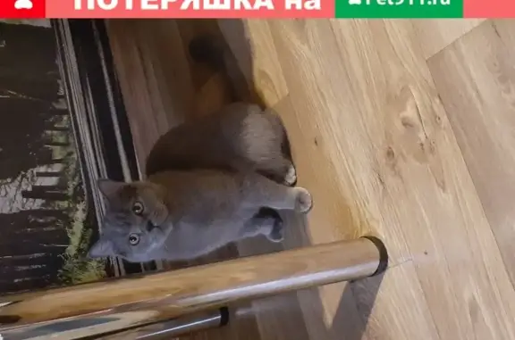 Пропал котик в Видном, Московская область