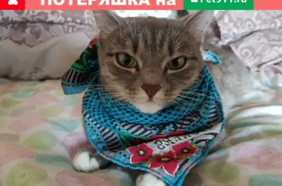 Кошки потеряшки, Новосибирск, фото: Потеряшка кошка на ул. Железнодорожная 2