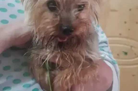 Найденные животные Москва, фото: Найден бездомный кобель возрастом 10 лет в Солнечногорском районе МО