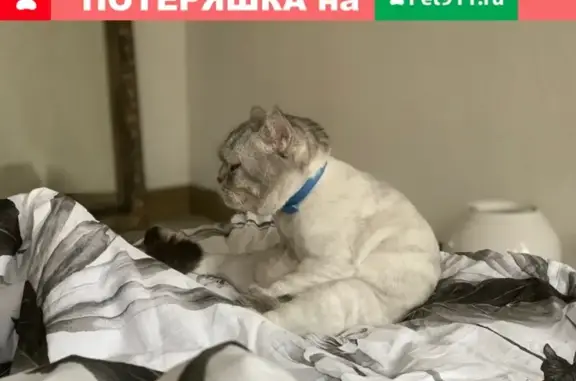 Пропал кот Себастьян в д.Журавлево, Кемерово