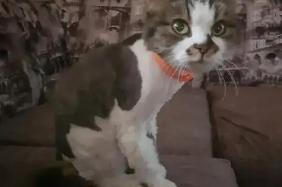 Пропала кошка на Ермолова 139 Б в Ессентуках