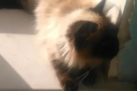 Найдена сиамская кошка возле агротехникума в Ижевске