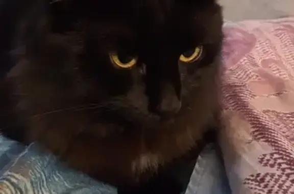 Потерянные животные Москва, фото: Пропал кот в Москве, тел. 89067743280.