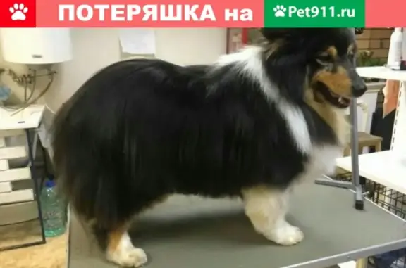 Пропала трехцветная собака породы Шелти в Березовском, Свердловская обл.