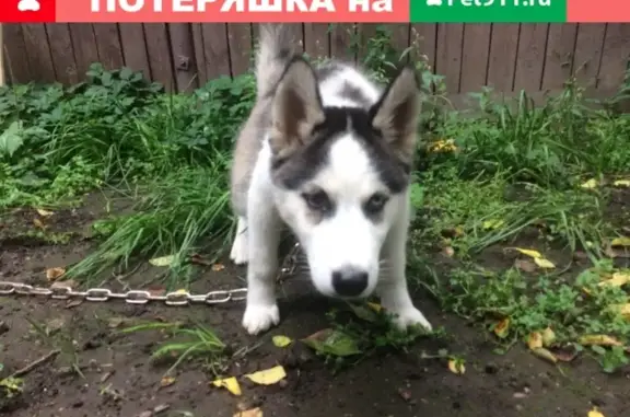Найден щенок хаски на Ново-Никольском, ищем хозяина (Красногорск)