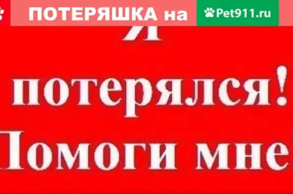 Кошки потеряшки, Тюмень, фото: Потеряшка кошка от ветеринарной клиники на Свердлова 5 корпуса